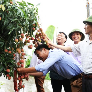Vải chín sớm Phương Nam: Khẳng định vị thế nông sản VietGAP và giá trị kinh tế bền vững