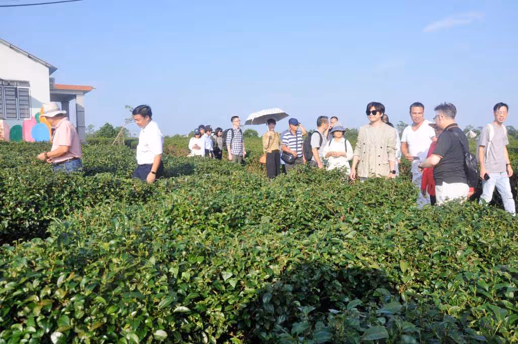 Du lịch sinh thái đồi chè Đường Hoa: Điểm hẹn xanh giữa lòng Hải Hà