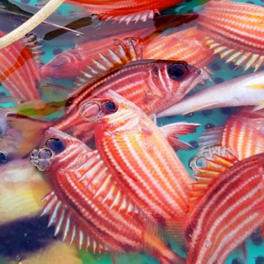 Cá bã trầu: Đặc sản biển Quảng Ninh ngọt thịt và cách nấu riêu chuẩn vị