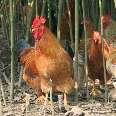 Gà Đồi Tiên Yên: Tinh Hoa Ẩm Thực Và Hành Trình Khẳng Định Thương Hiệu Vua Đặc Sản Quảng Ninh