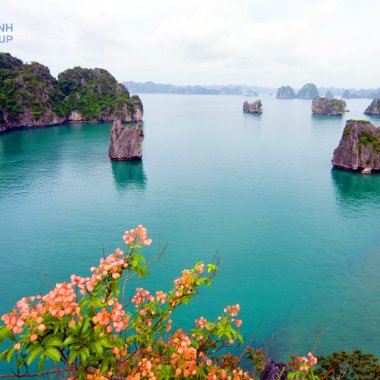 Đa dạng sinh học Vịnh Hạ Long: “Kho báu” xanh nâng tầm giá trị di sản