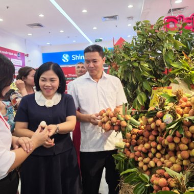 Vải thiều Thanh Hà vươn tầm: Chiến lược xúc tiến thương mại bền vững tại GO! Quảng Ninh
