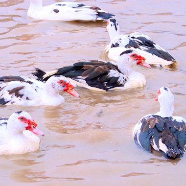Ngan sao Đầm Hà: Tuyệt phẩm đặc sản trứ danh của vùng đất Quảng Ninh