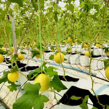 Dưa lưới Quảng Tân: Mô hình nông nghiệp công nghệ cao chuẩn OCOP