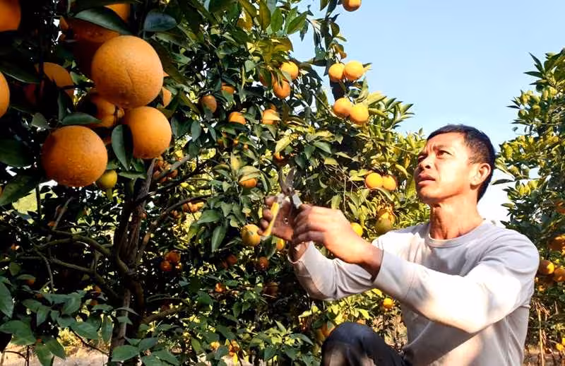 Khám phá đặc sản cam đường canh Đông Triều: Niềm tự hào vùng đất Đệ tứ chiến khu