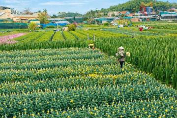Sắc xuân rộn ràng trên những cánh đồng hoa