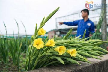 Sắc xuân rộn ràng trên những cánh đồng hoa