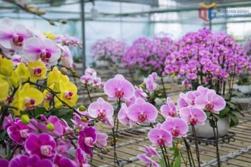 Sắc xuân rộn ràng trên những cánh đồng hoa