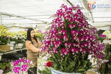 Sắc xuân rộn ràng trên những cánh đồng hoa