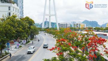 Vẻ đẹp rực rỡ của các loài hoa mùa hạ bên bờ vịnh Hạ Long