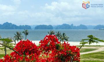 Vẻ đẹp rực rỡ của các loài hoa mùa hạ bên bờ vịnh Hạ Long